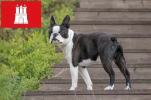 Lees meer over het artikel Boston Terrier fokkers en pups in Hamburg