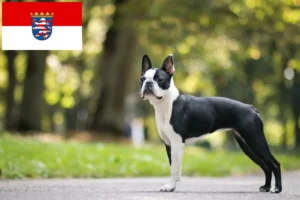 Lees meer over het artikel Boston Terrier fokkers en pups in Hessen