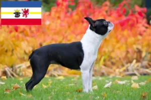 Lees meer over het artikel Boston Terrier fokkers en pups in Mecklenburg-Vorpommern