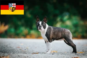 Lees meer over het artikel Boston Terrier fokkers en pups in Saarland