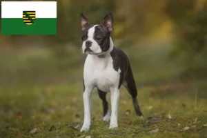 Lees meer over het artikel Boston Terrier fokkers en pups in Saksen