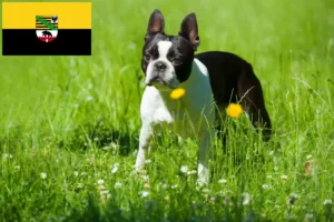 Lees meer over het artikel Boston Terrier fokkers en pups in Saksen-Anhalt