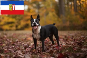 Lees meer over het artikel Boston Terrier fokkers en pups in Sleeswijk-Holstein