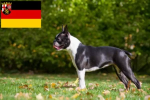 Lees meer over het artikel Boston Terrier fokkers en pups in Rijnland-Palts