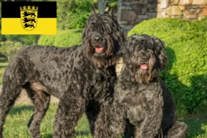 Lees meer over het artikel Bouvier des Flandres fokkers en pups in Baden-Württemberg