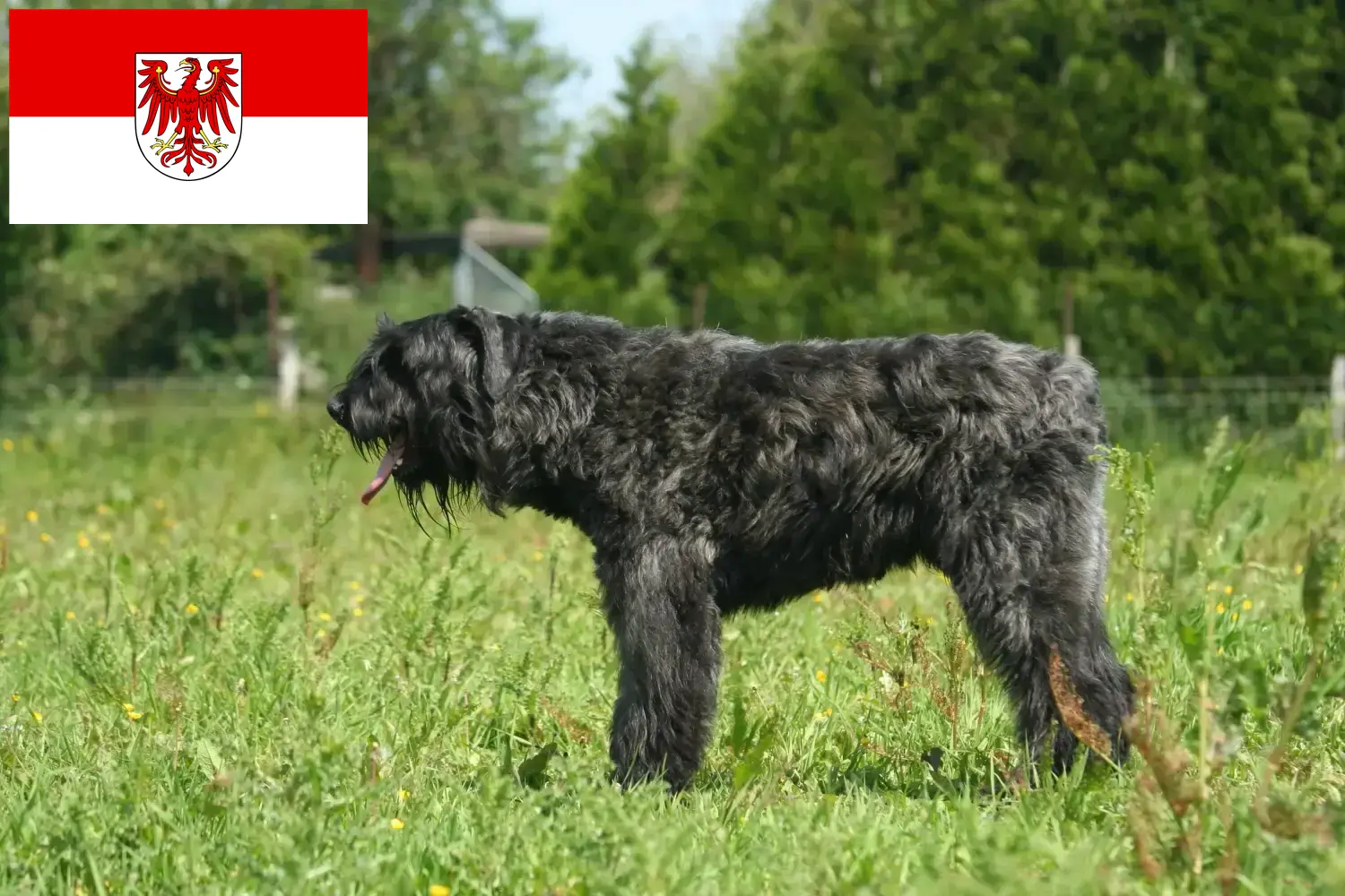 Lees meer over het artikel Bouvier des Flandres fokkers en pups in Brandenburg