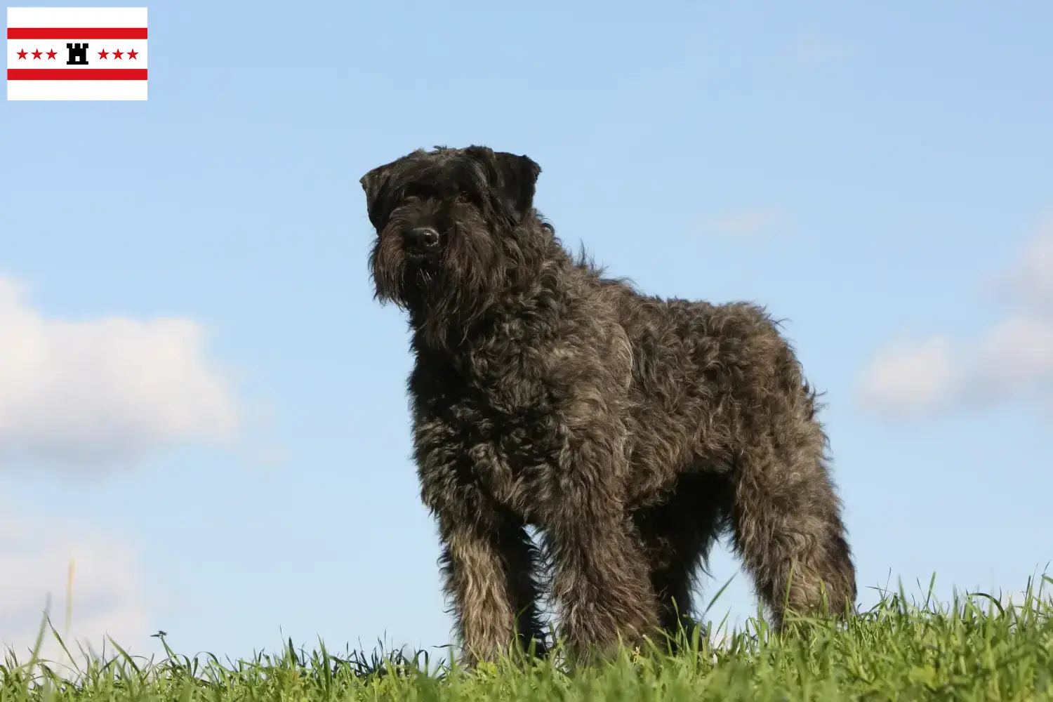 Lees meer over het artikel Bouvier des Flandres fokkers en pups in Drenthe