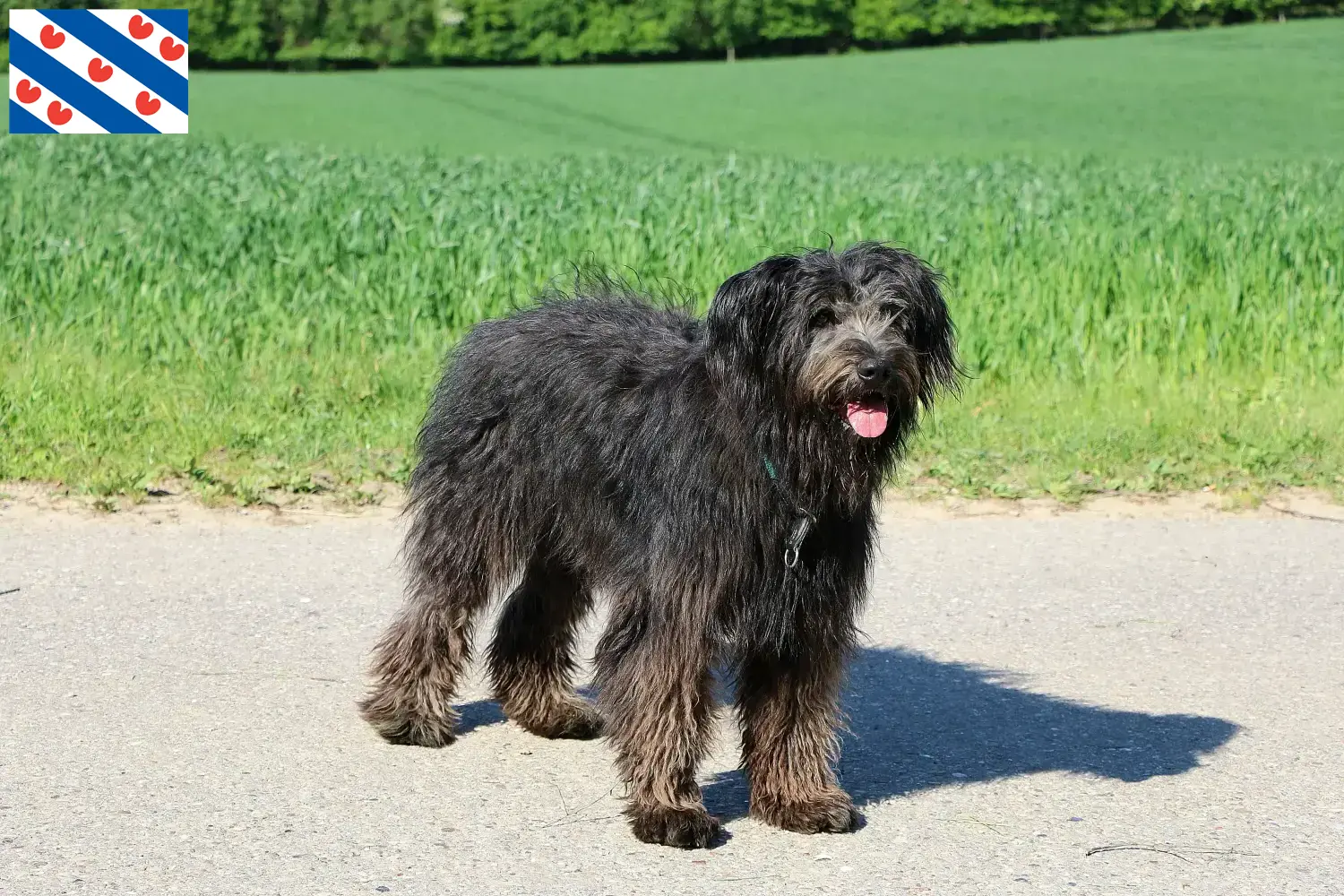 Lees meer over het artikel Bouvier des Flandres fokkers en pups in Friesland