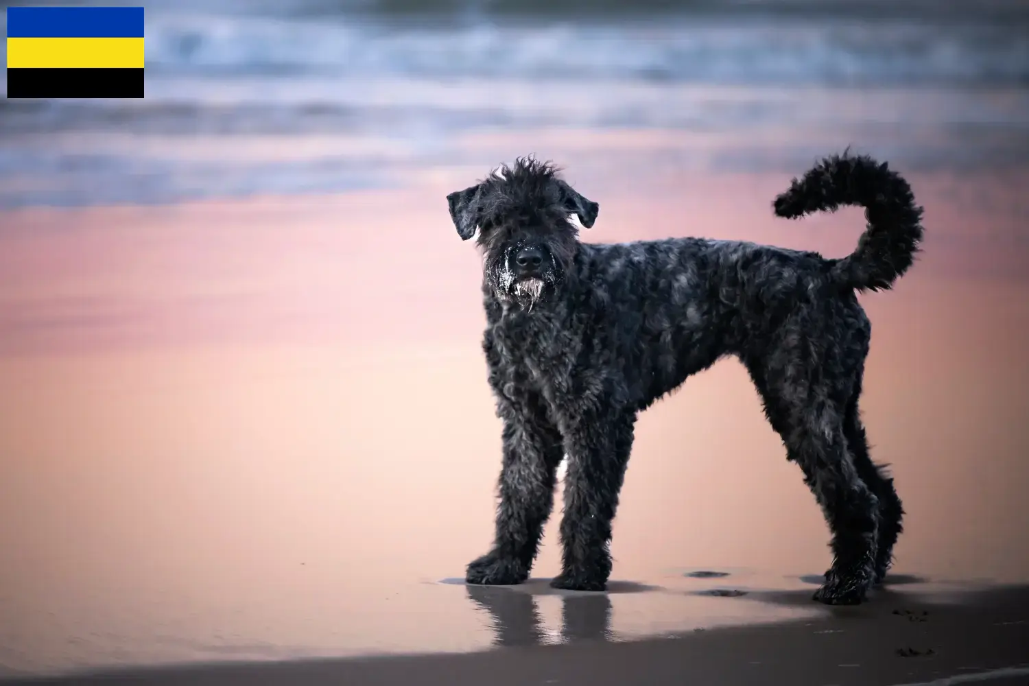 Lees meer over het artikel Bouvier des Flandres fokkers en pups in Gelderland