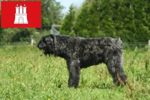 Lees meer over het artikel Bouvier des Flandres fokkers en pups in Hamburg