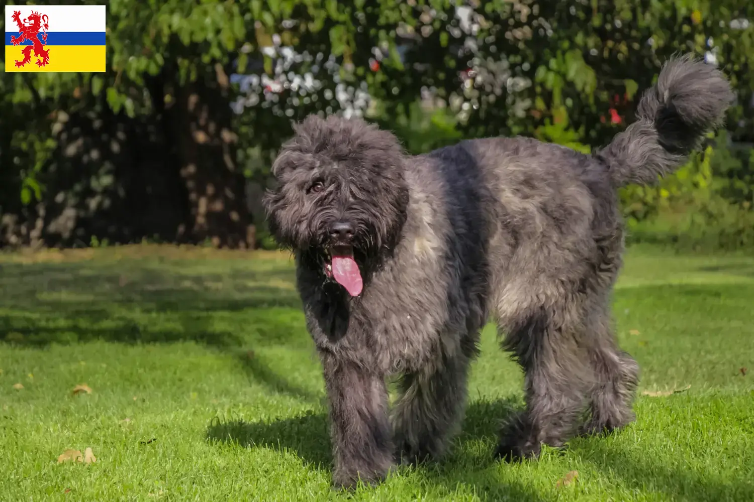 Lees meer over het artikel Bouvier des Flandres fokkers en pups in Limburg