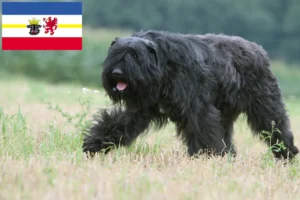 Lees meer over het artikel Bouvier des Flandres fokkers en pups in Mecklenburg-Vorpommern