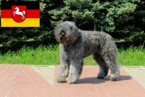 Lees meer over het artikel Bouvier des Flandres fokkers en pups in Nedersaksen