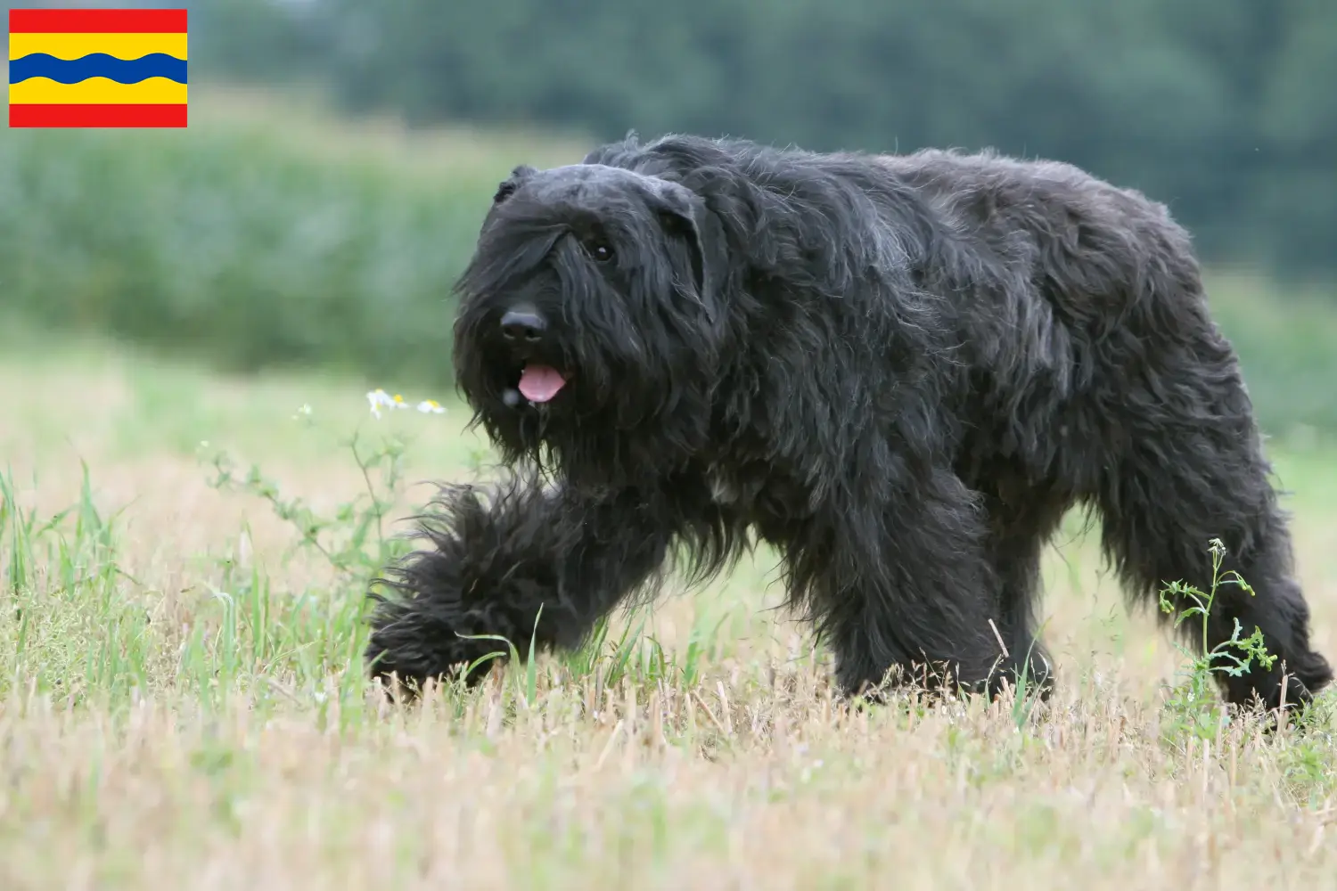 Lees meer over het artikel Bouvier des Flandres fokkers en pups in Overijssel