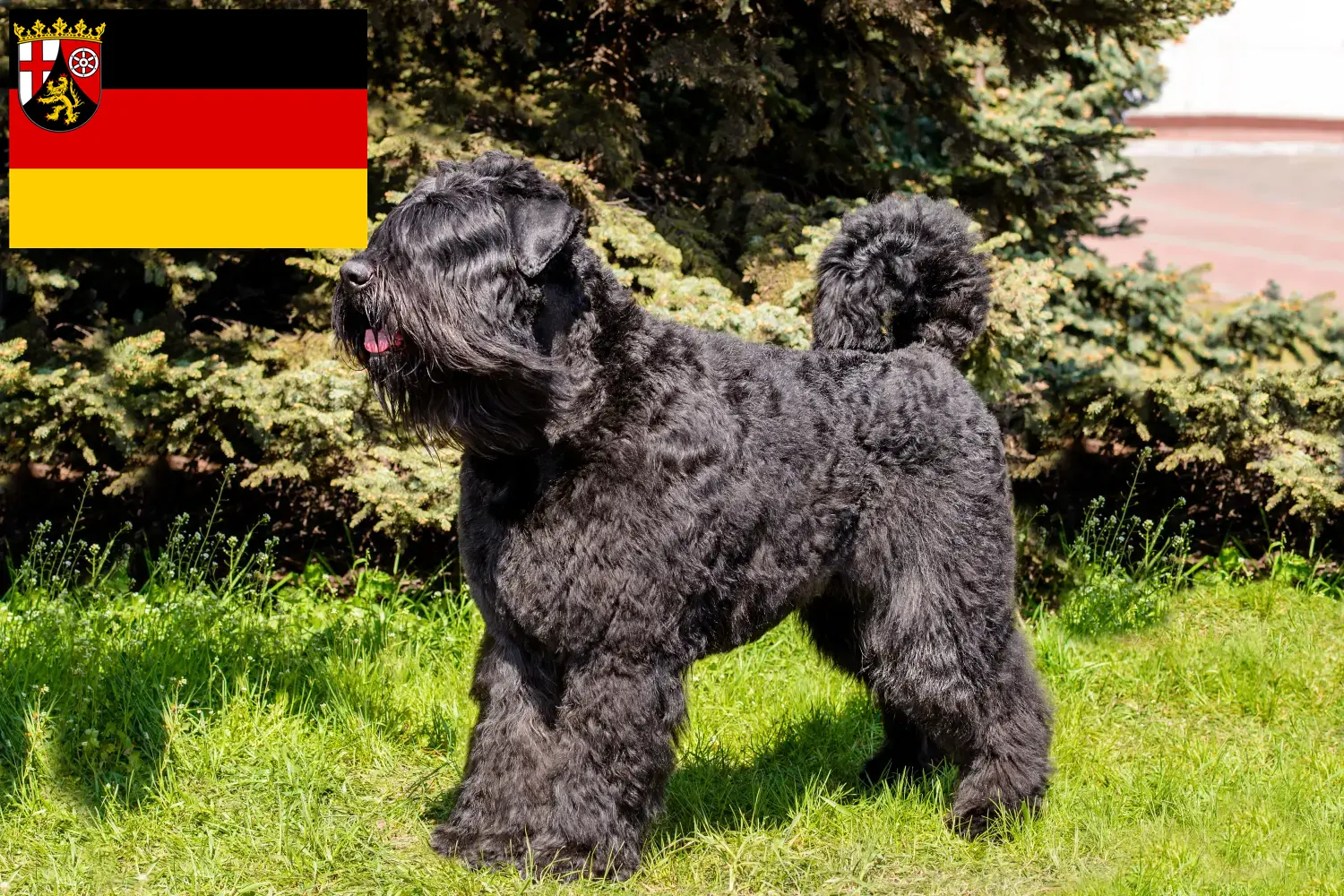 Lees meer over het artikel Bouvier des Flandres fokkers en pups in Rijnland-Palts