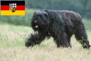 Lees meer over het artikel Bouvier des Flandres fokkers en pups in Saarland