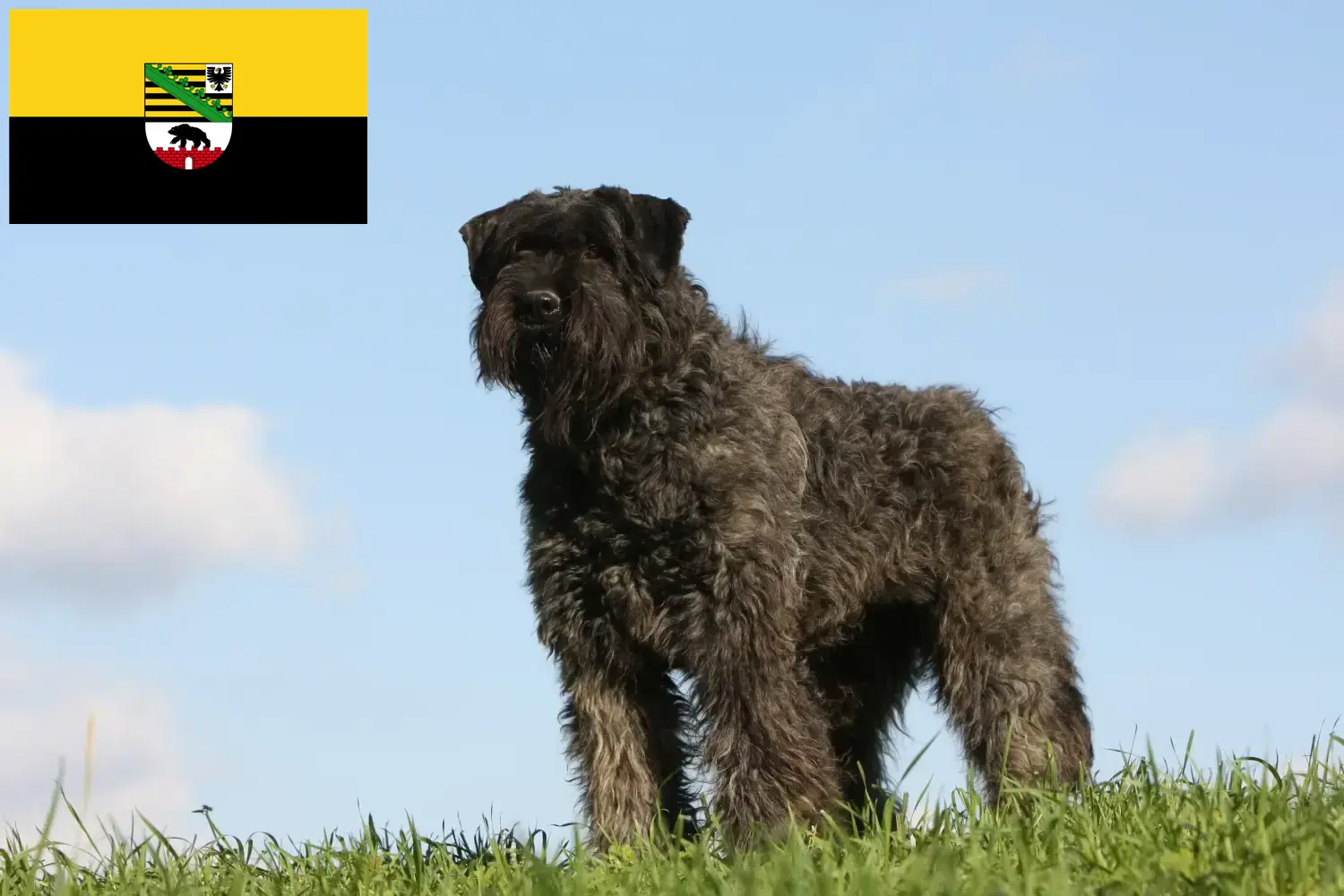 Lees meer over het artikel Bouvier des Flandres fokkers en pups in Saksen-Anhalt