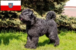 Lees meer over het artikel Bouvier des Flandres fokkers en pups in Thüringen