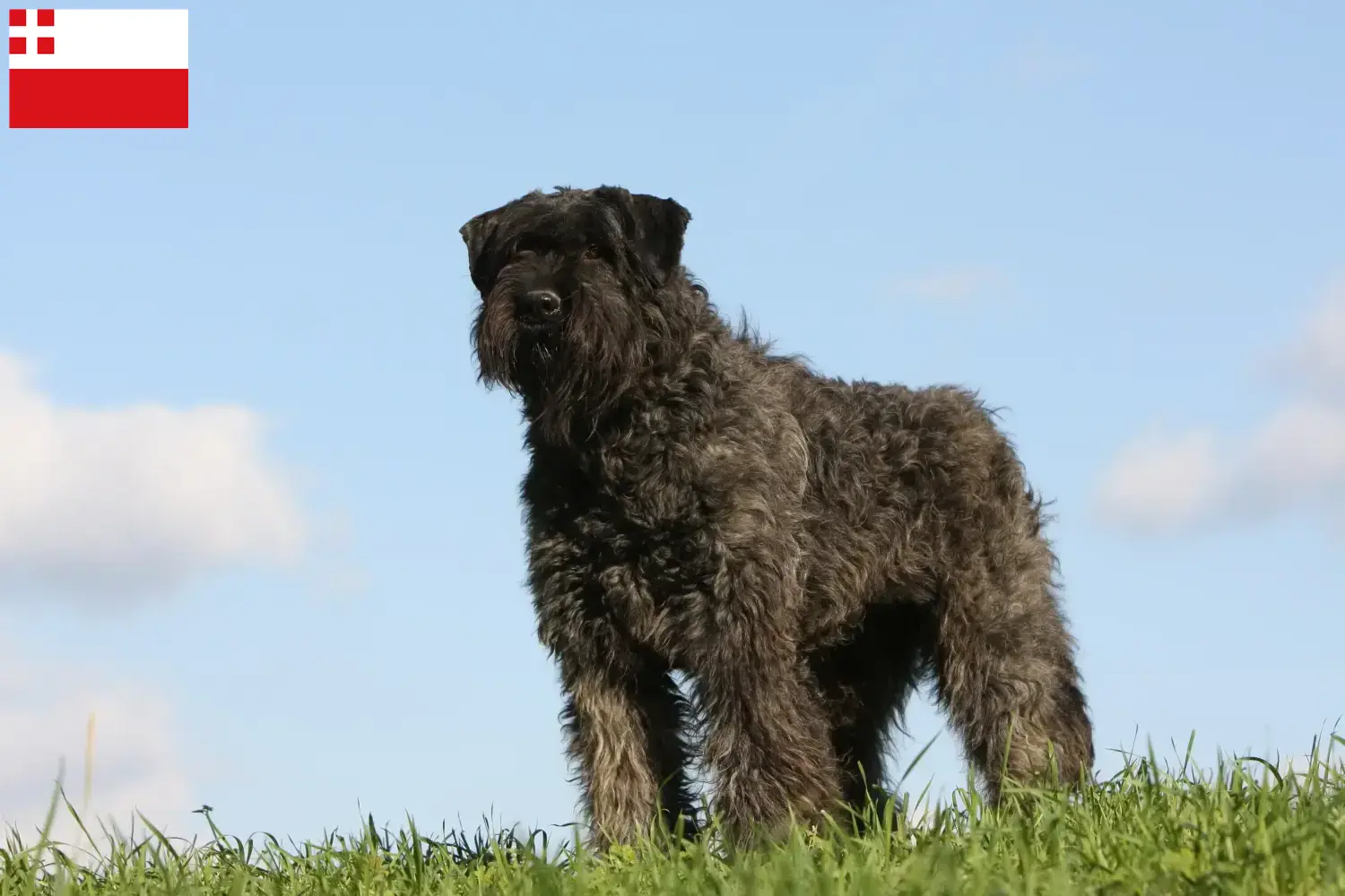 Lees meer over het artikel Bouvier des Flandres fokkers en pups in Utrecht