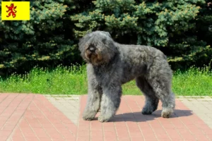 Lees meer over het artikel Bouvier des Flandres fokkers en pups in Zuid-Holland