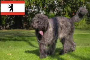 Lees meer over het artikel Bouvier des Flandres fokkers en pups in Berlijn