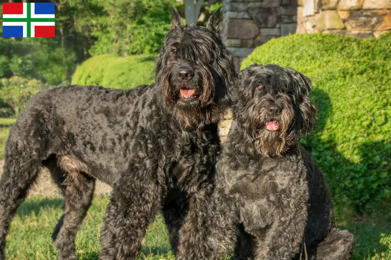 Lees meer over het artikel Bouvier des Flandres fokkers en pups in Groningen