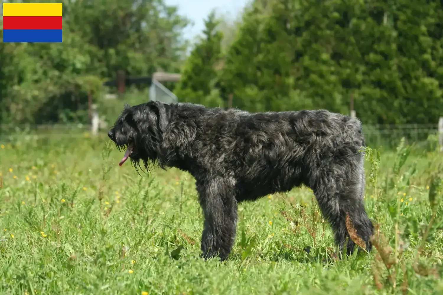 Lees meer over het artikel Bouvier des Flandres fokkers en pups in Noord-Holland