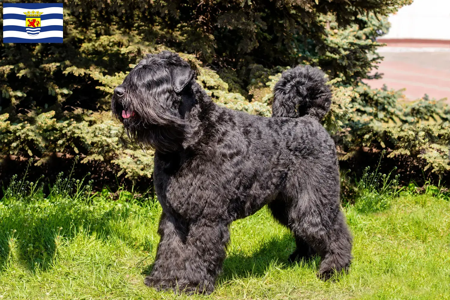 Lees meer over het artikel Bouvier des Flandres fokkers en pups in Zeeland