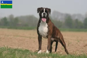 Lees meer over het artikel Boxer fokkers en puppies in Flevoland