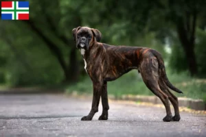 Lees meer over het artikel Boxer fokkers en pups in Groningen