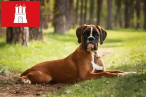 Lees meer over het artikel Boxer fokkers en puppies in Hamburg