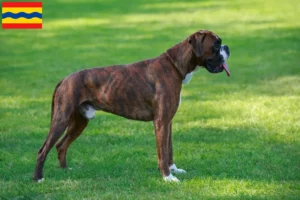 Lees meer over het artikel Boxer fokkers en puppies in Overijssel