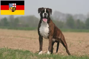 Lees meer over het artikel Boxer fokkers en puppies in Saarland