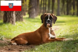 Lees meer over het artikel Boxer fokkers en puppies in Thüringen