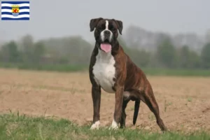 Lees meer over het artikel Boxer fokkers en pups in Zeeland