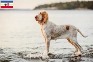 Lees meer over het artikel Bracco Italiano fokkers en pups in Mecklenburg-Vorpommern