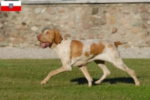 Lees meer over het artikel Bracco Italiano fokkers en pups in Thüringen