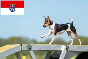 Lees meer over het artikel Braziliaanse Terrier fokkers en pups in Hessen