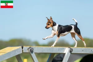 Lees meer over het artikel Braziliaanse Terriër fokkers en pups in Noordrijn-Westfalen