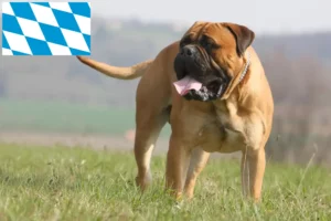 Lees meer over het artikel Bullmastiff fokkers en pups in Beieren