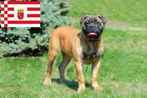 Lees meer over het artikel Bullmastiff fokkers en pups in Bremen