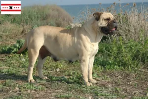 Lees meer over het artikel Bullmastiff fokkers en pups in Drenthe