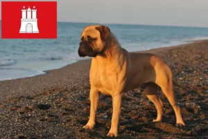 Lees meer over het artikel Bullmastiff fokkers en pups in Hamburg