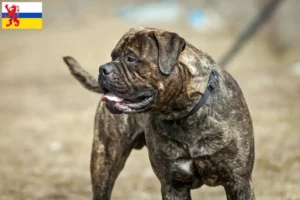 Lees meer over het artikel Bullmastiff fokker en pups in Limburg