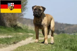 Lees meer over het artikel Bullmastiff fokkers en pups in Saarland