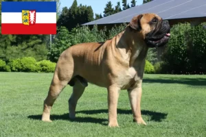 Lees meer over het artikel Bullmastiff fokkers en pups in Sleeswijk-Holstein