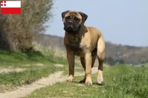 Lees meer over het artikel Bullmastiff fokkers en pups in Utrecht