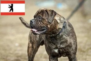 Lees meer over het artikel Bullmastiff fokkers en pups in Berlijn