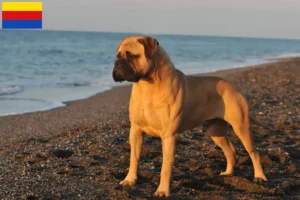 Lees meer over het artikel Bullmastiff fokkers en pups in Noord-Holland