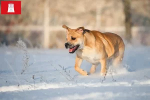 Lees meer over het artikel Ca de Bou fokkers en pups in Hamburg